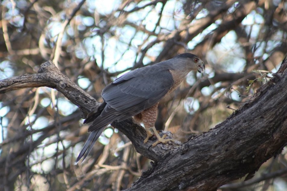 Cooper's Hawk - ML647252945