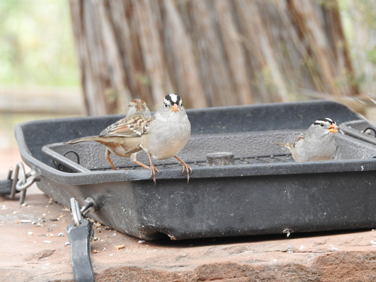 White-crowned Sparrow - ML647252950