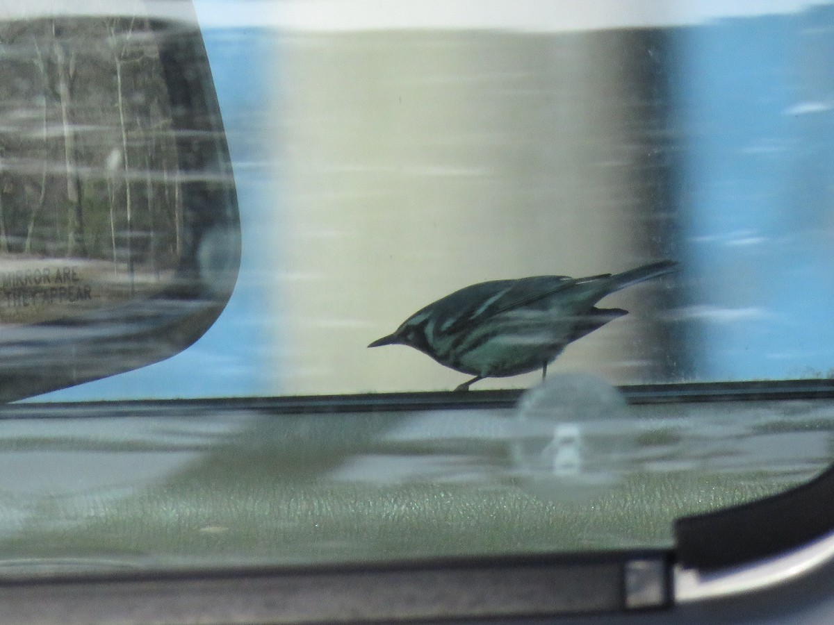 Goldkehl-Waldsänger - ML647252951