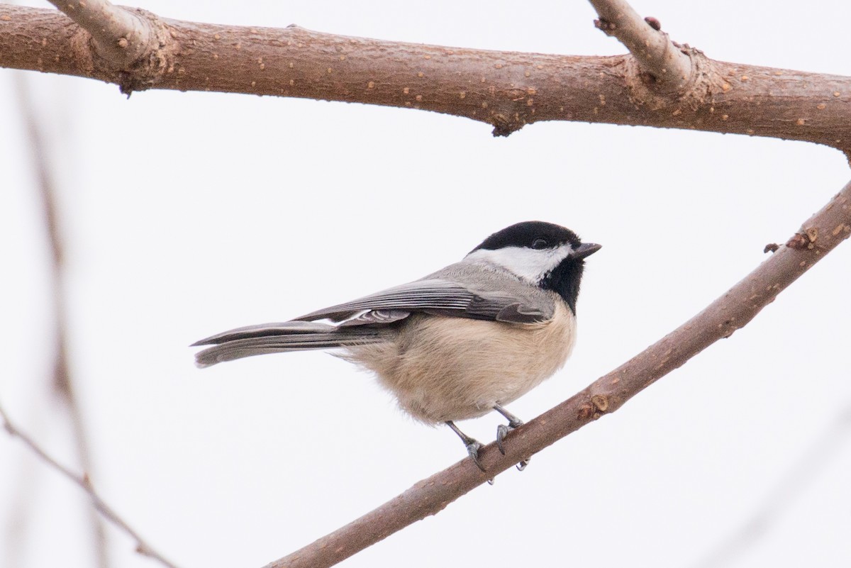 Каролинская гаичка - ML647252954