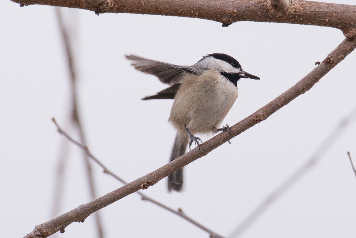 Каролинская гаичка - ML647252955