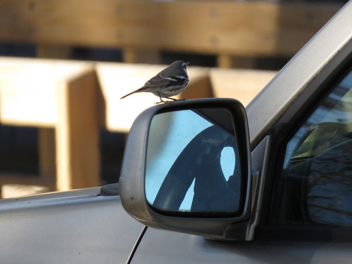 Goldkehl-Waldsänger - ML647252964