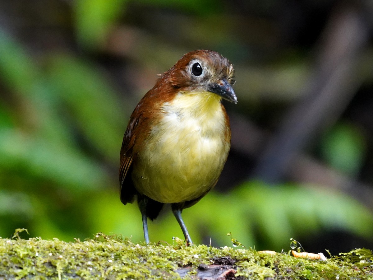 Yellow-breasted Antpitta - ML647252967