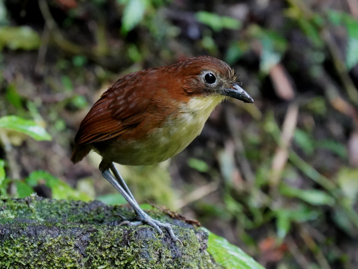Yellow-breasted Antpitta - ML647252968