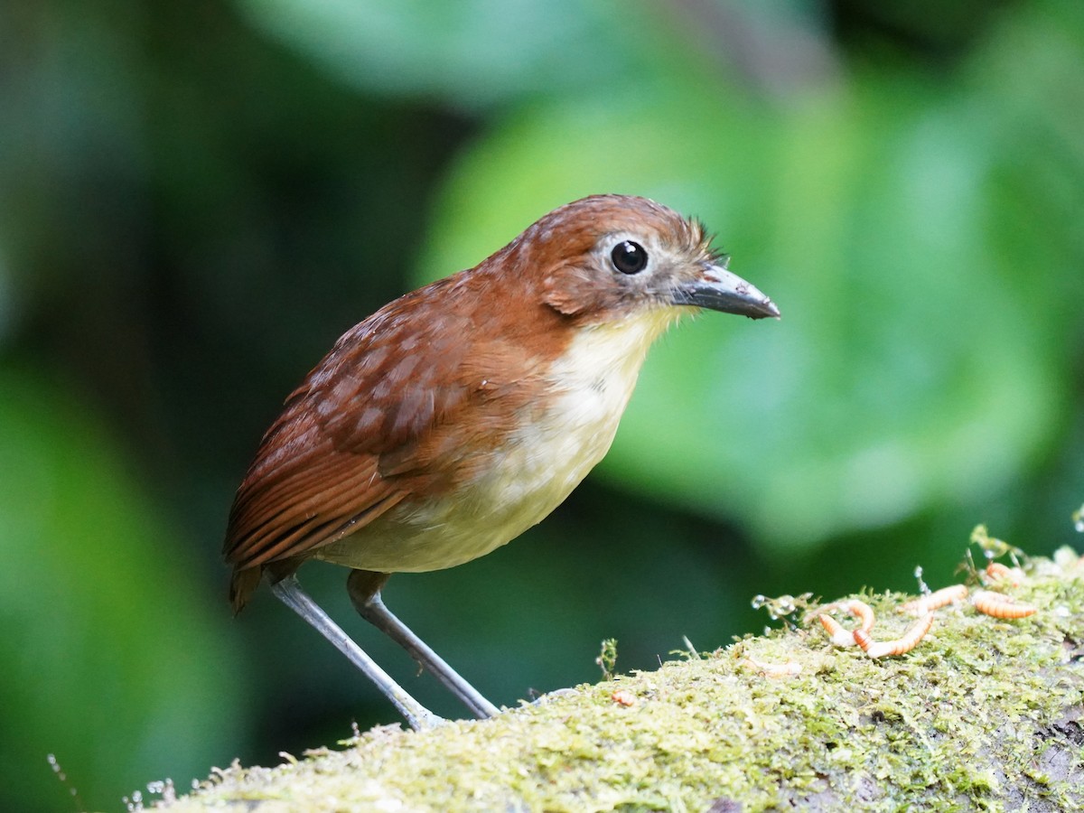 Yellow-breasted Antpitta - ML647252969