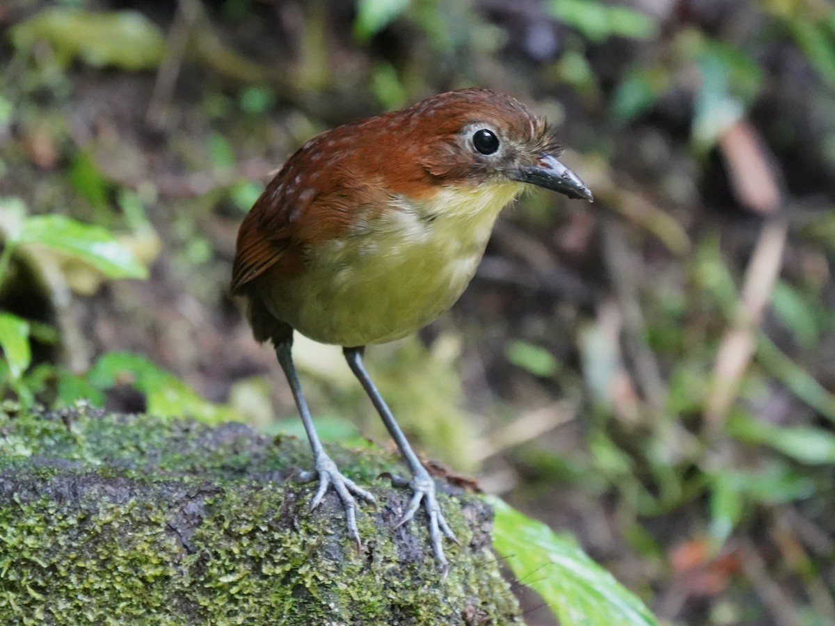 Yellow-breasted Antpitta - ML647252970