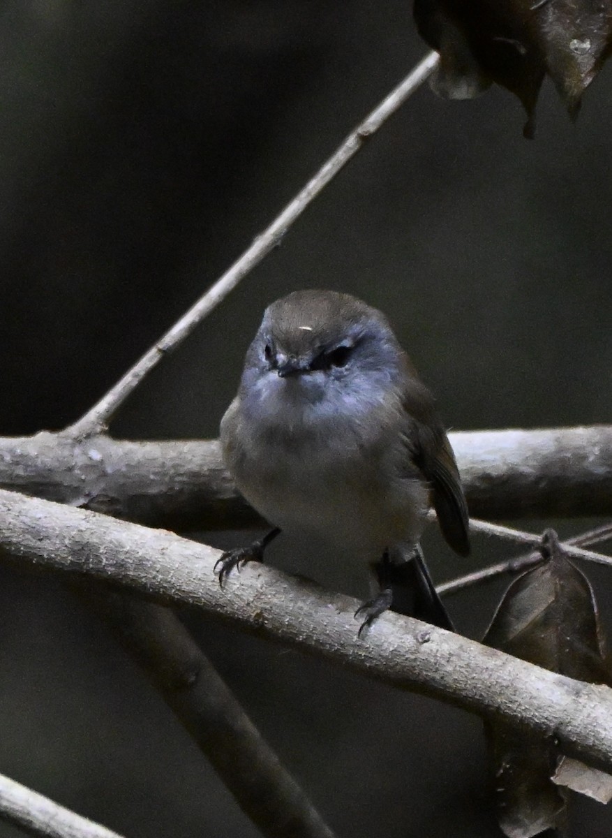 Brown Gerygone - ML647252971