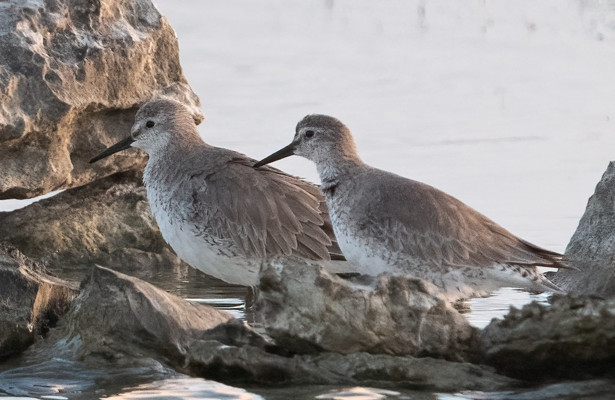 Bécasseau maubèche - ML647252972