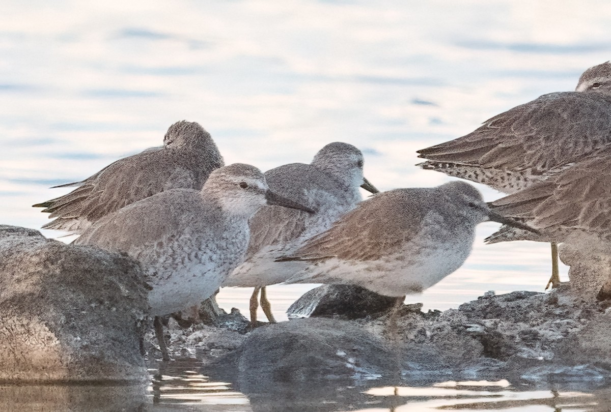 Bécasseau maubèche - ML647252973