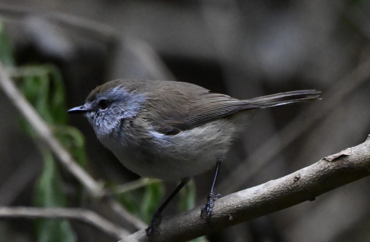 Brown Gerygone - ML647252976