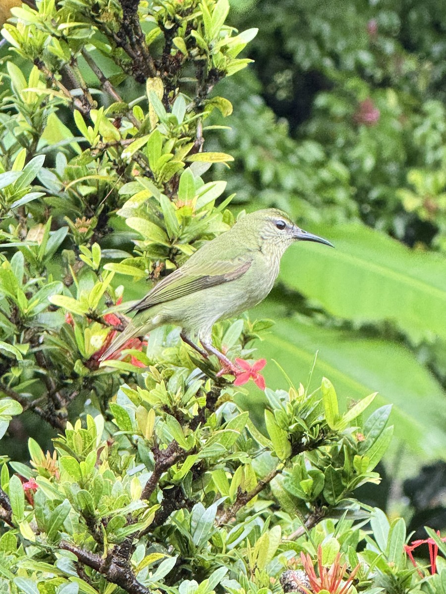 Red-legged Honeycreeper - ML647252979