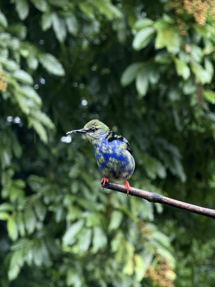 Red-legged Honeycreeper - ML647252981