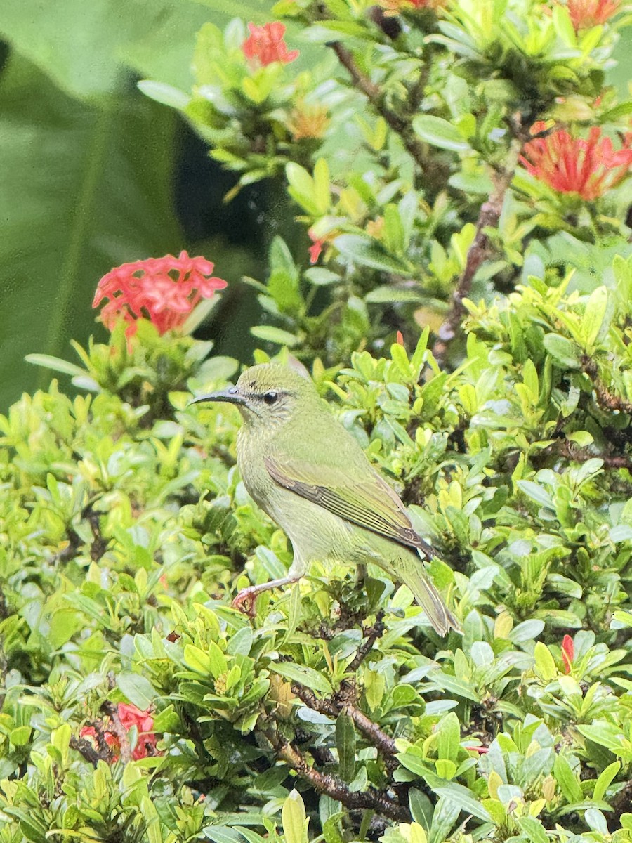 Red-legged Honeycreeper - ML647252982