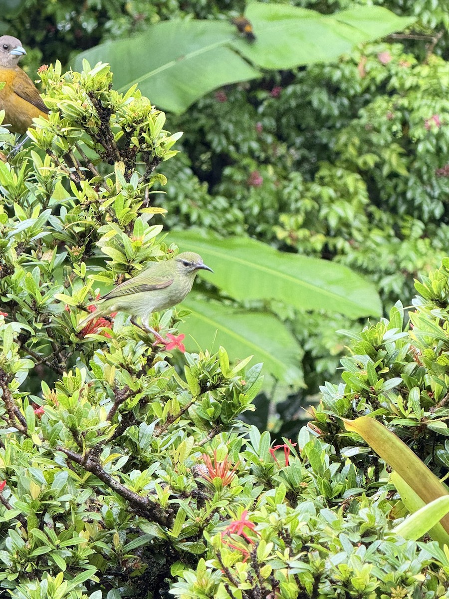 Red-legged Honeycreeper - ML647252983
