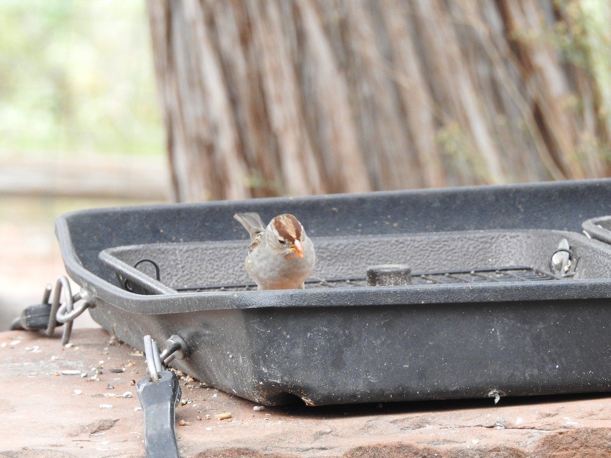 White-crowned Sparrow - ML647252985