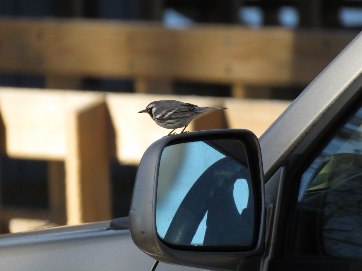 Goldkehl-Waldsänger - ML647252986