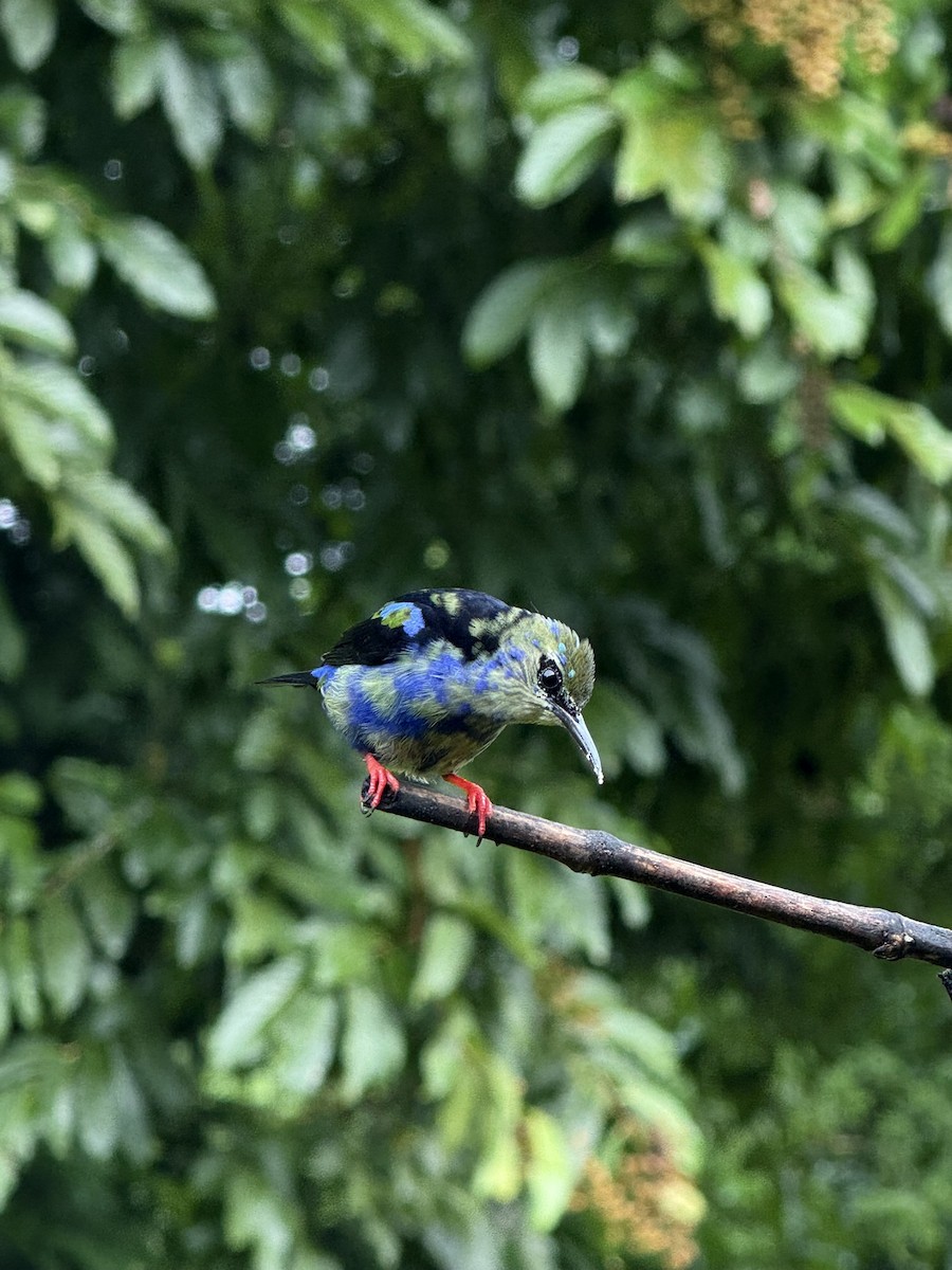 Red-legged Honeycreeper - ML647252987