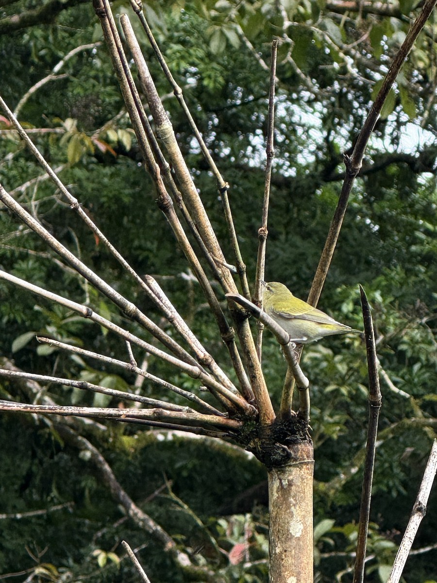 Червоїд світлобровий - ML647252988