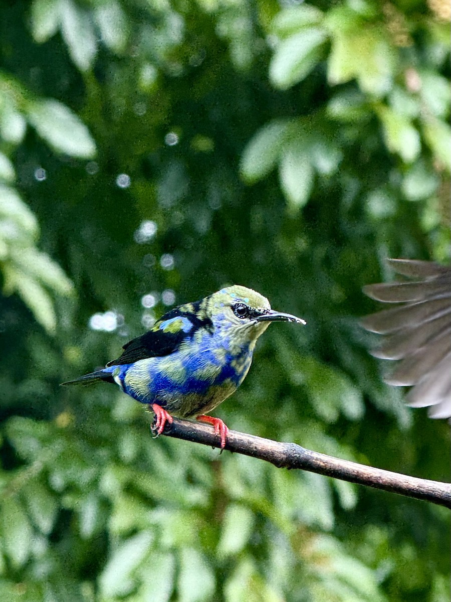 Red-legged Honeycreeper - ML647252989