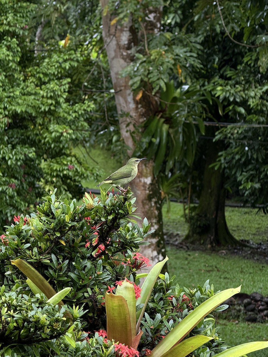 Red-legged Honeycreeper - ML647252990