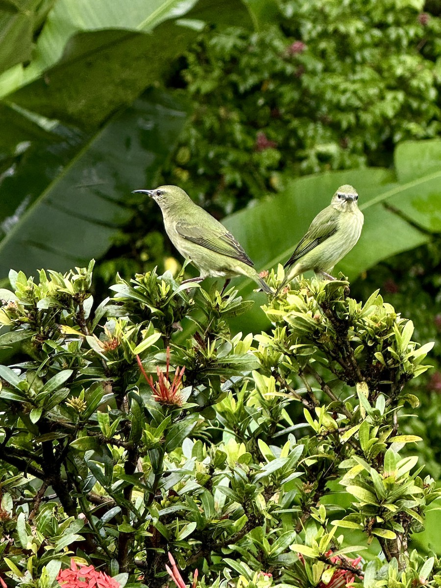 Red-legged Honeycreeper - ML647252991