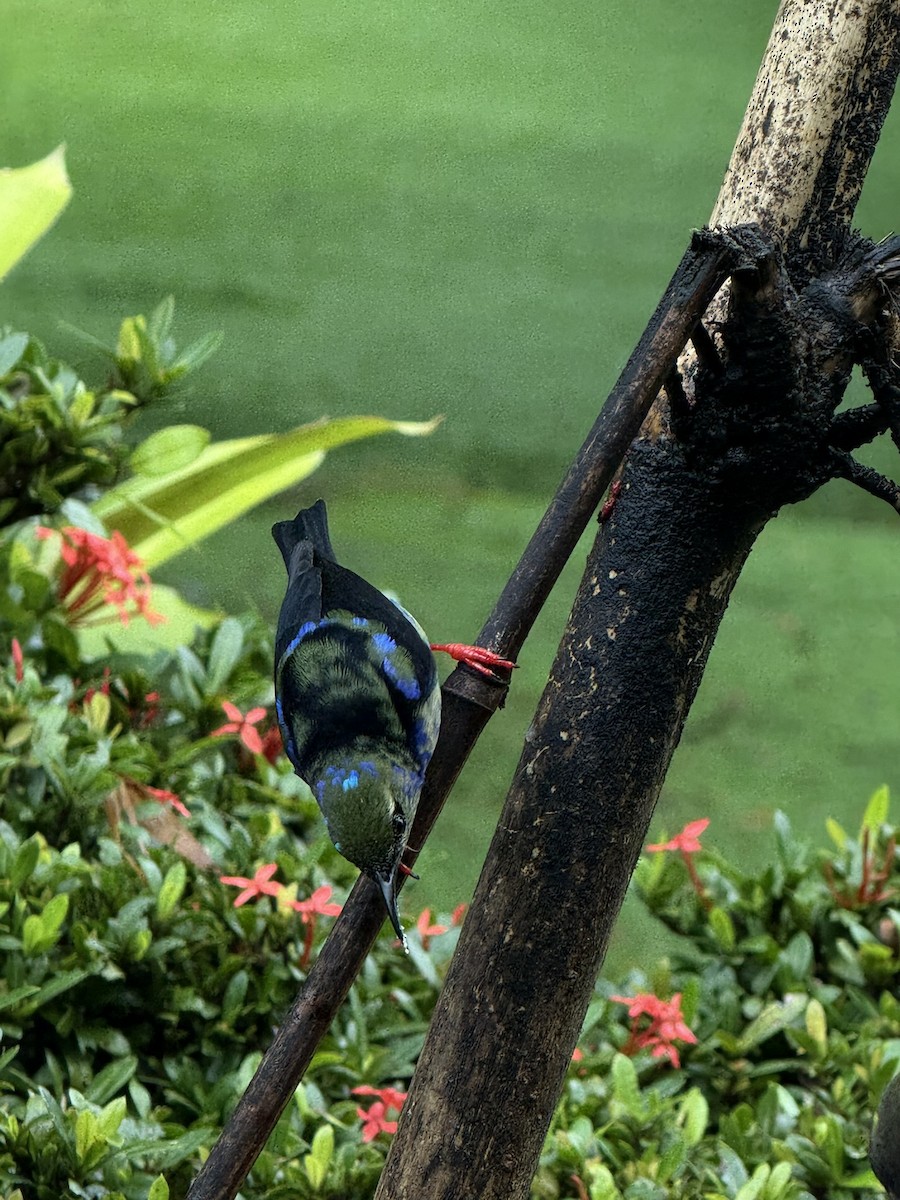Red-legged Honeycreeper - ML647252992
