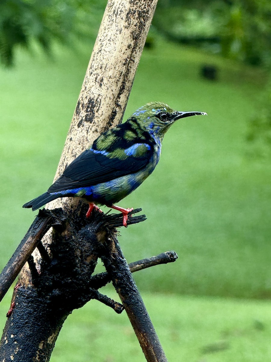 Red-legged Honeycreeper - ML647252993