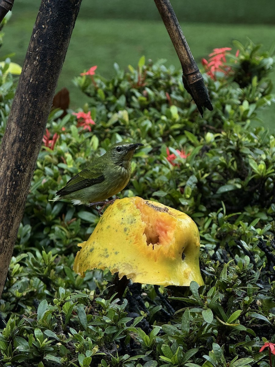 Red-legged Honeycreeper - ML647252994