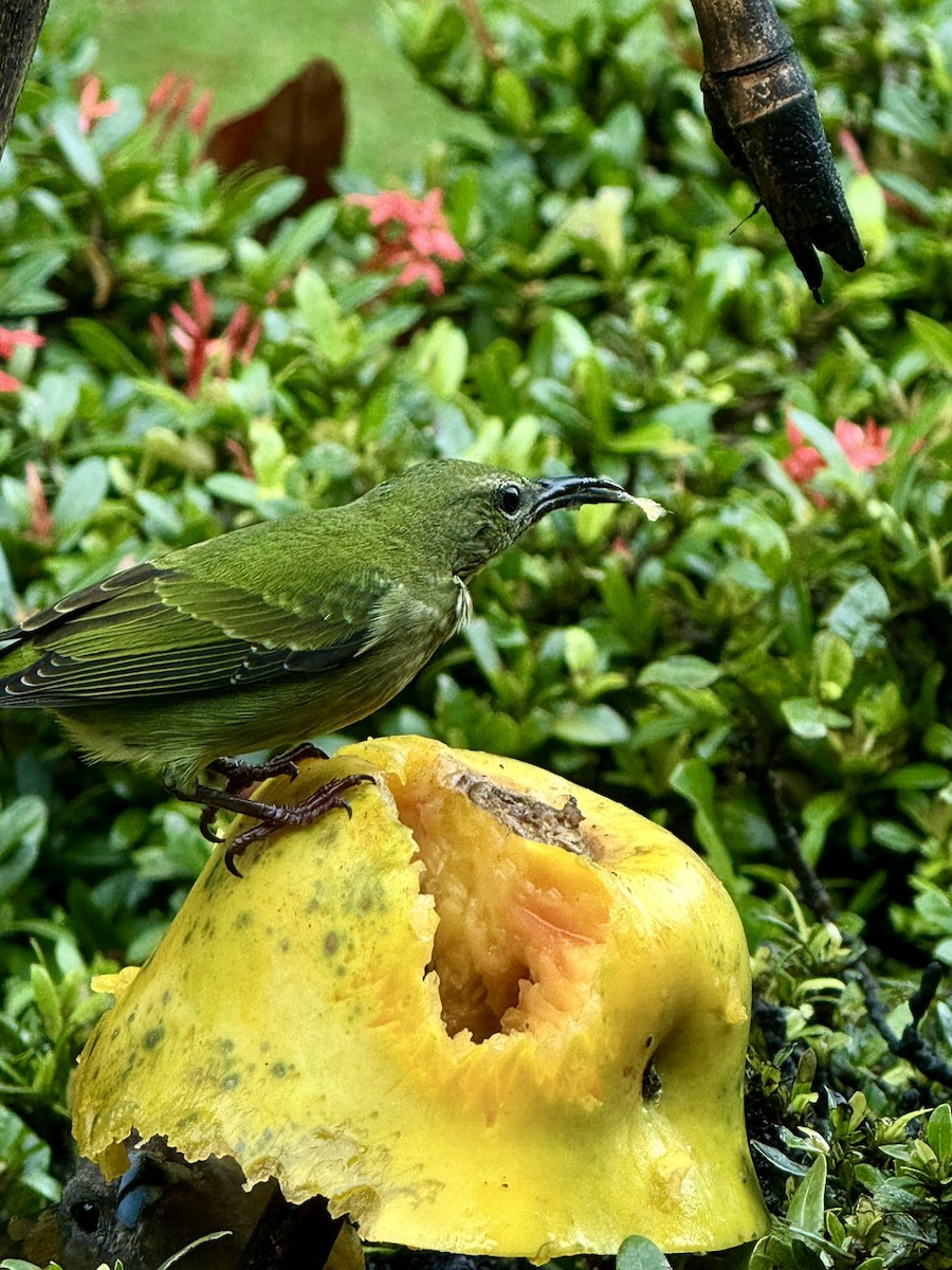 Red-legged Honeycreeper - ML647252995