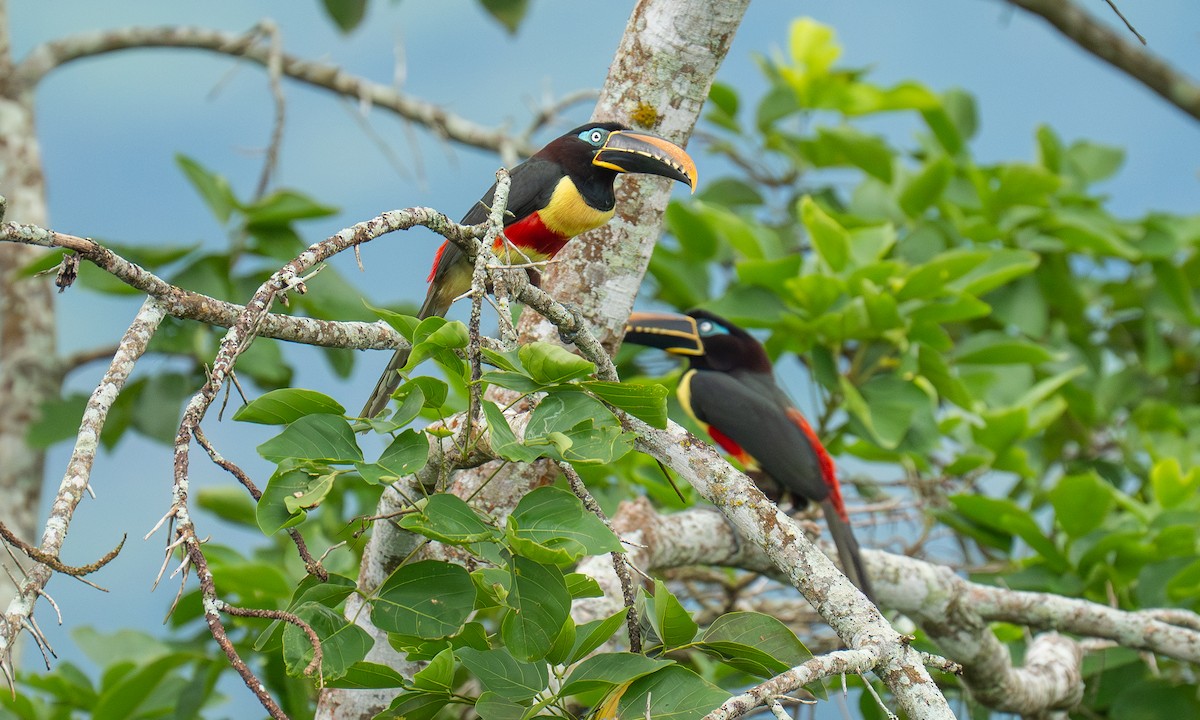 arassari hnědouchý - ML647253007