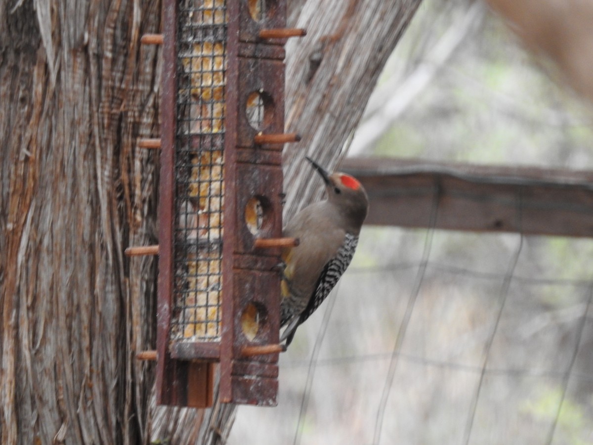 Gila Woodpecker - ML647253024