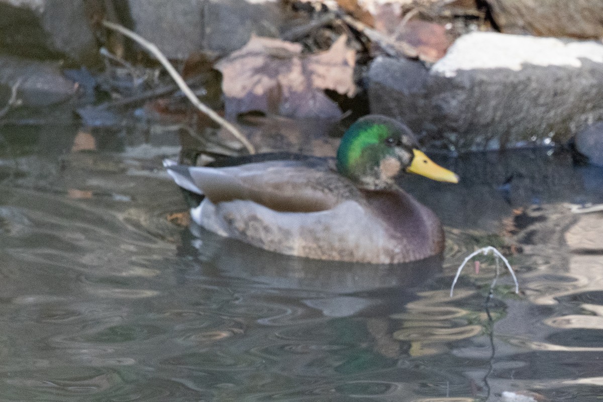 Mallard x American Black Duck (hybrid) - ML647253032
