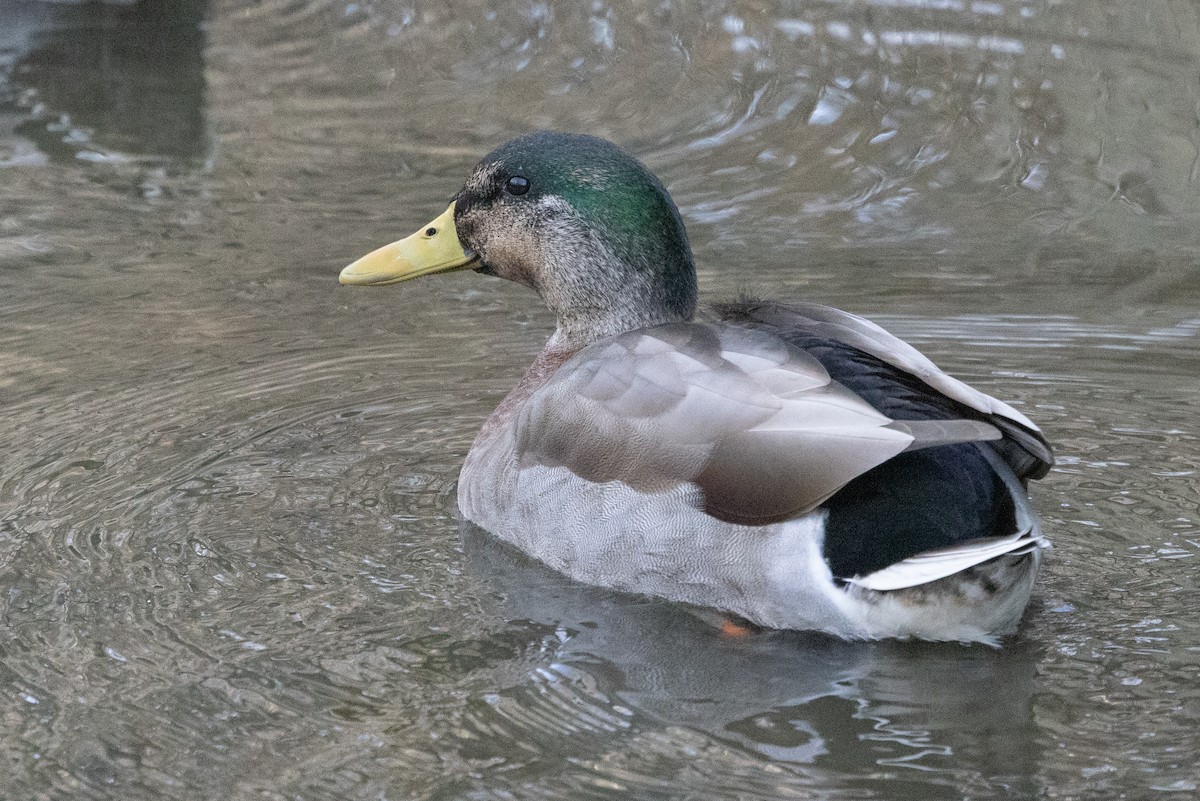 Mallard x American Black Duck (hybrid) - ML647253033