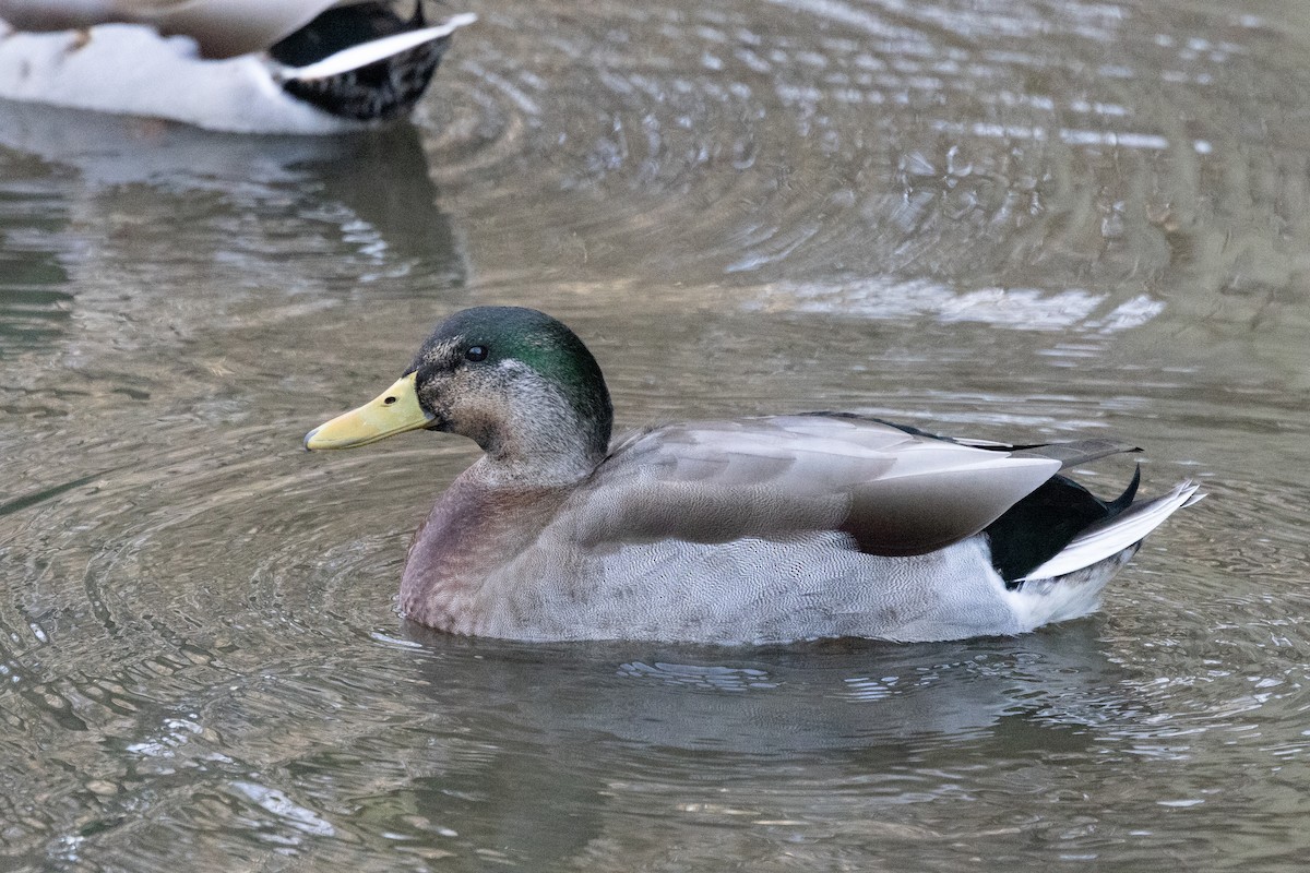 Mallard x American Black Duck (hybrid) - ML647253035