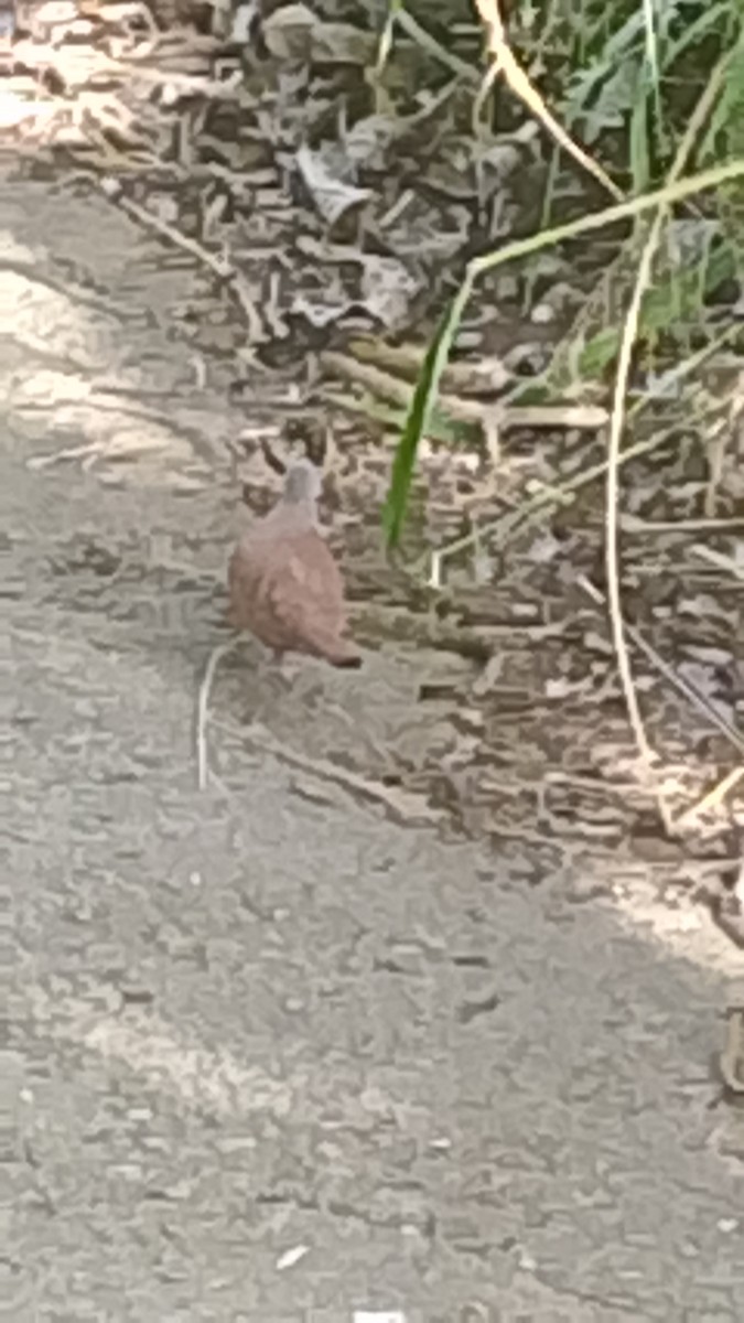 Ruddy Ground Dove - ML647253044