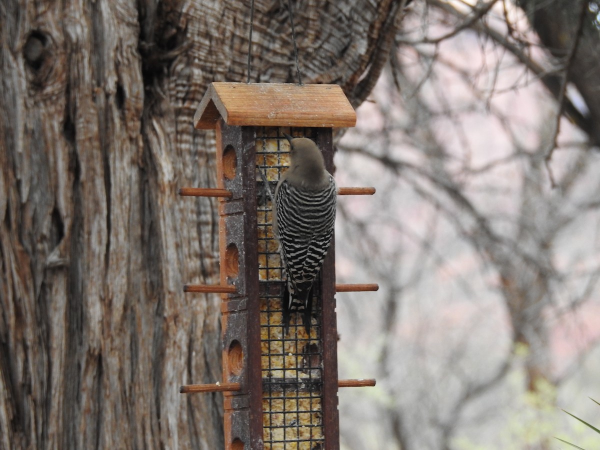 Gila Woodpecker - ML647253045