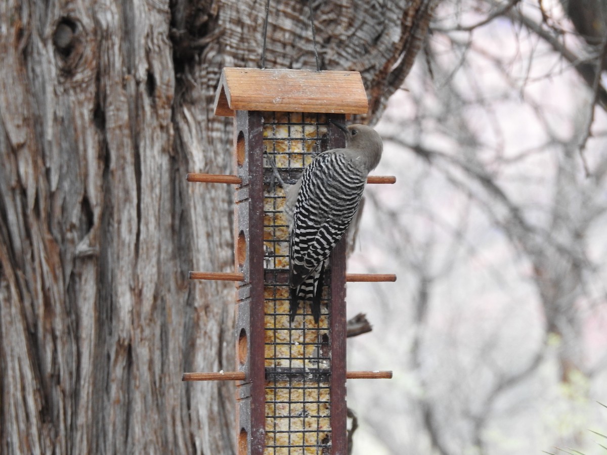 Gila Woodpecker - ML647253046