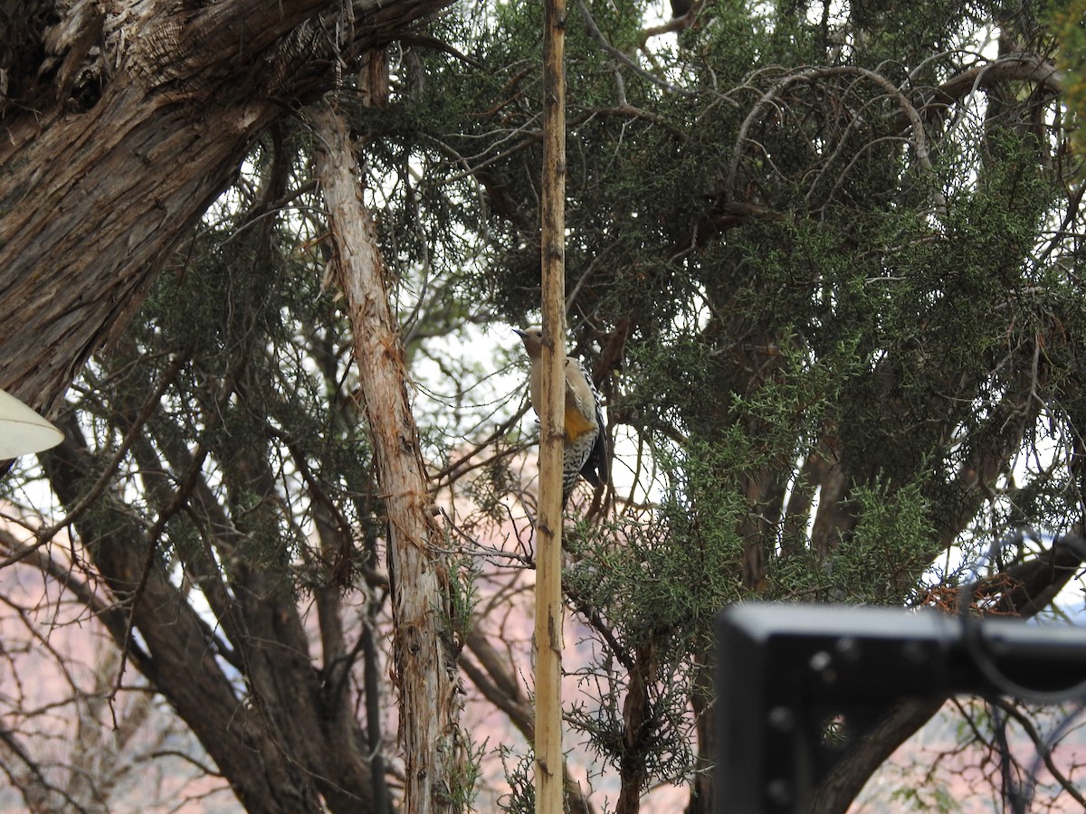 Gila Woodpecker - ML647253047