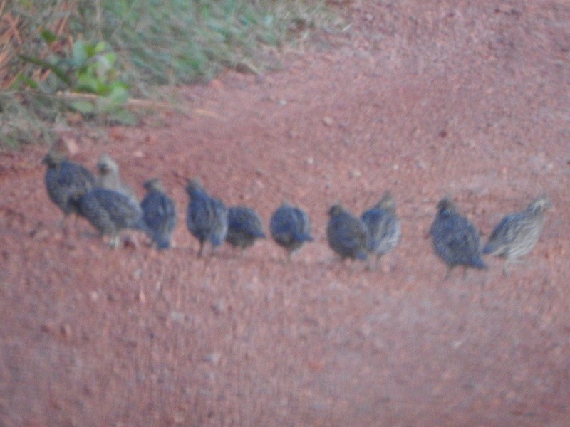Crested Bobwhite - ML647253067