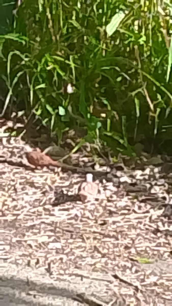 Ruddy Ground Dove - ML647253069