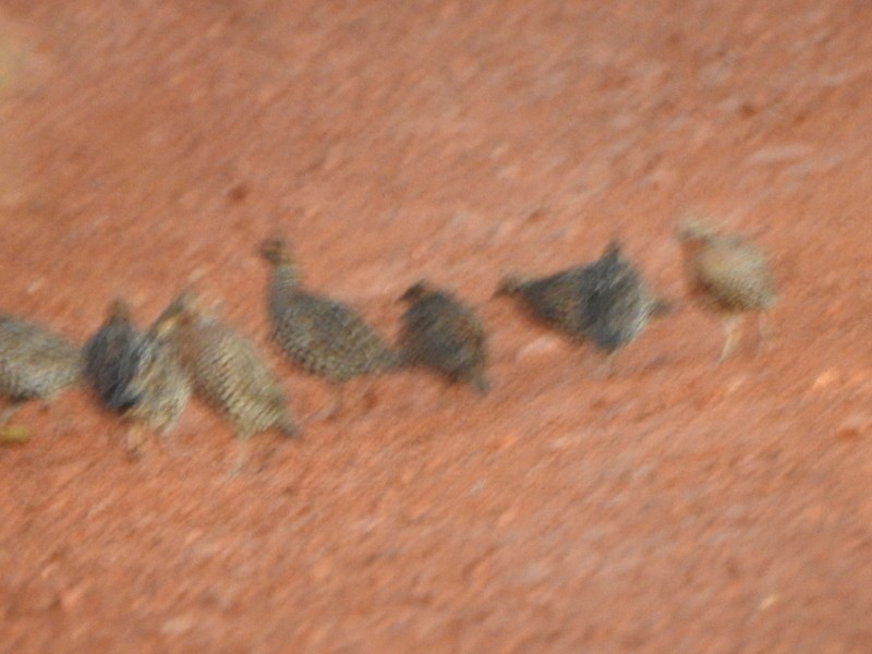 Crested Bobwhite - ML647253073