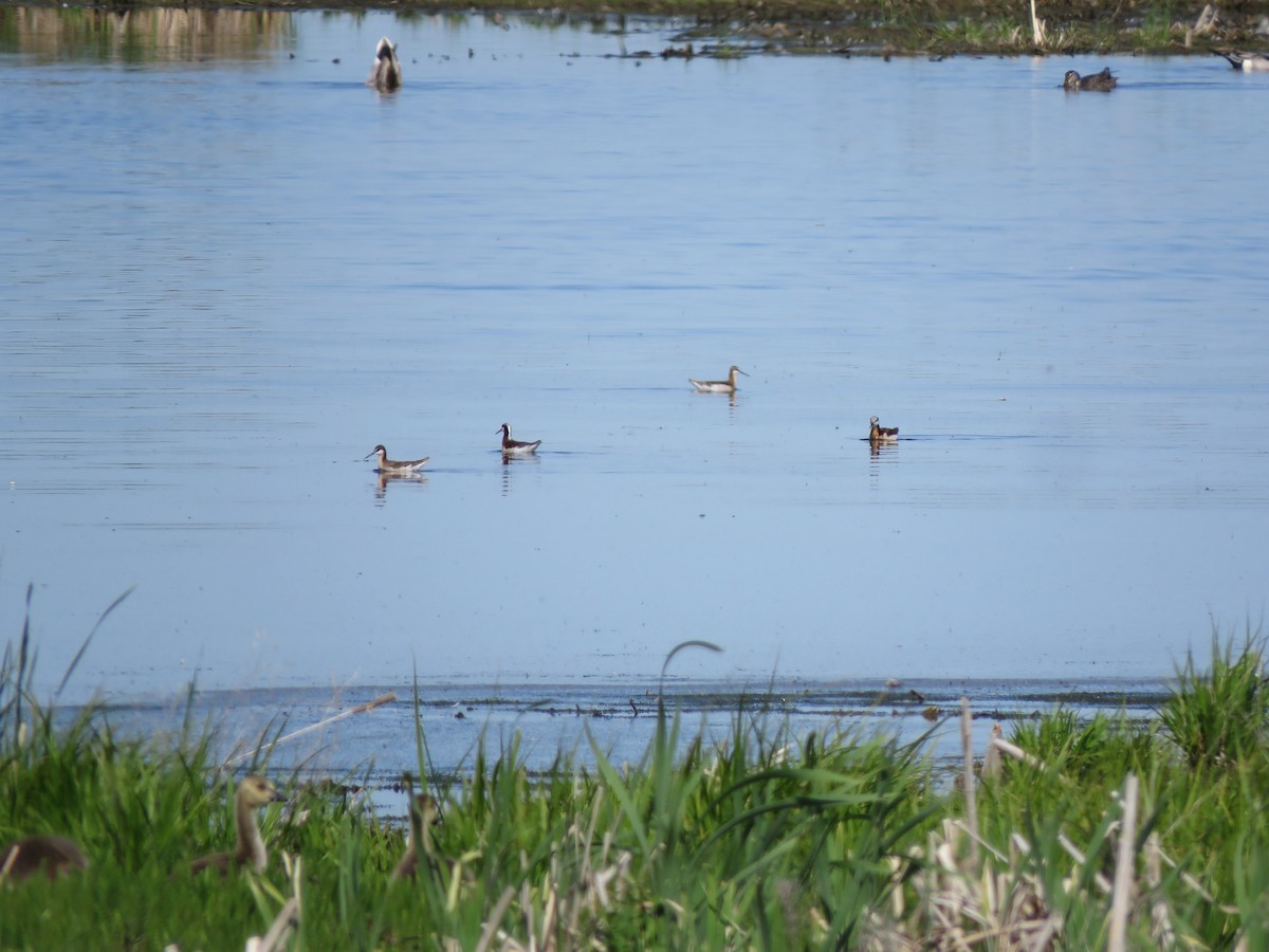 Wilson's Phalarope - ML647253084