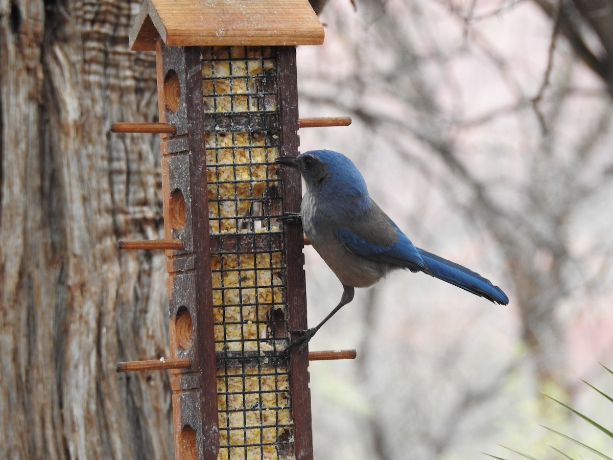 Woodhouse's Scrub-Jay - ML647253090