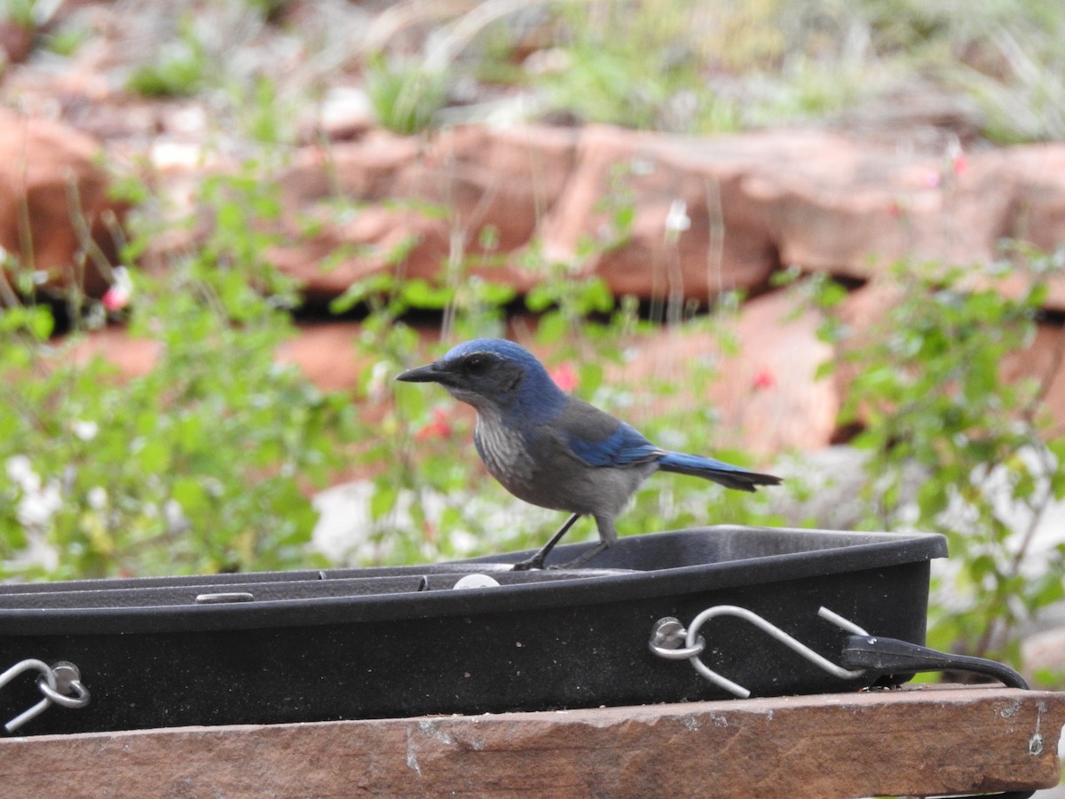 Woodhouse's Scrub-Jay - ML647253091