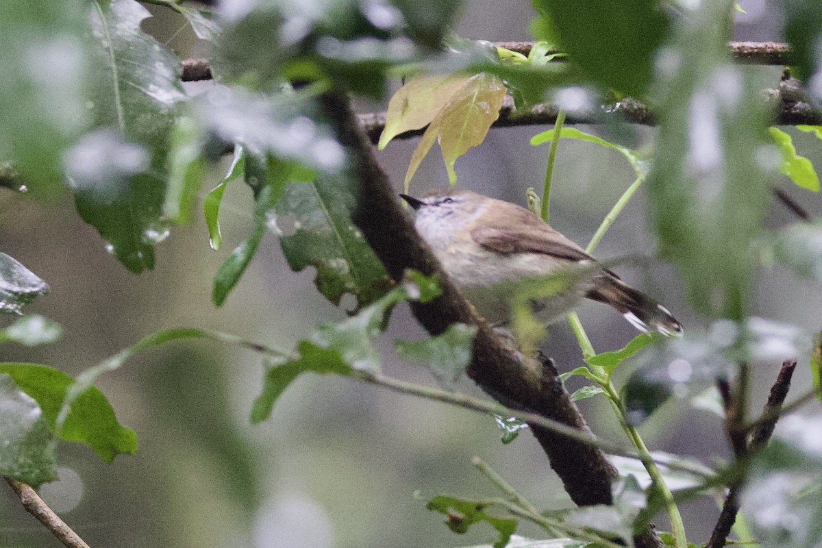 Brown Gerygone - ML647253092