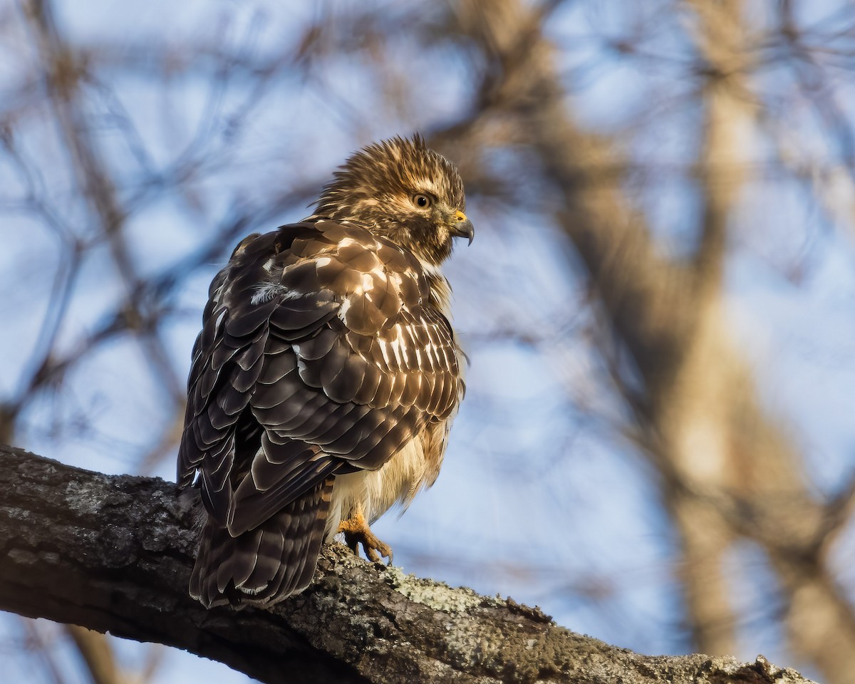 rødvingevåk - ML647253094