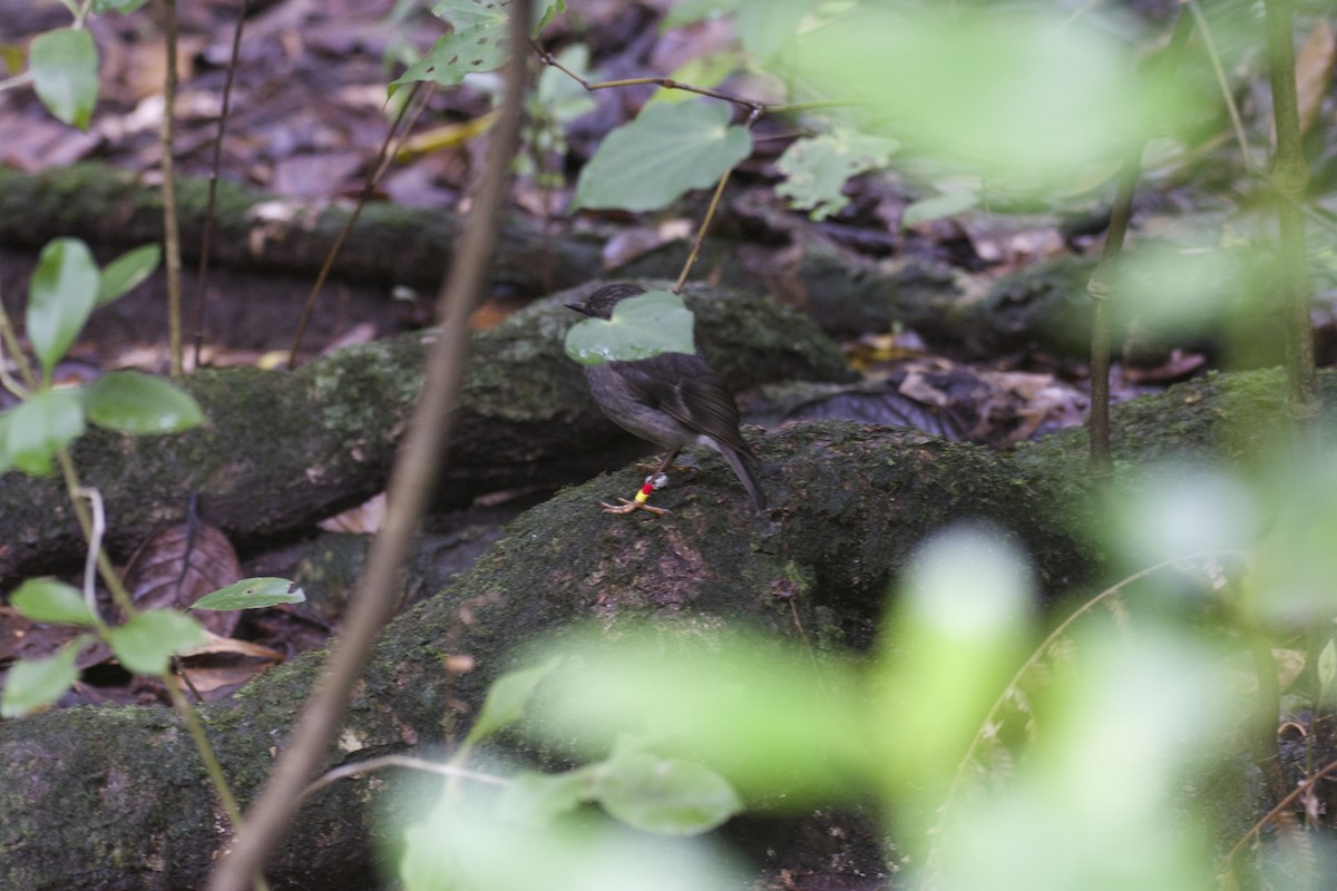 North Island Robin - ML64725311