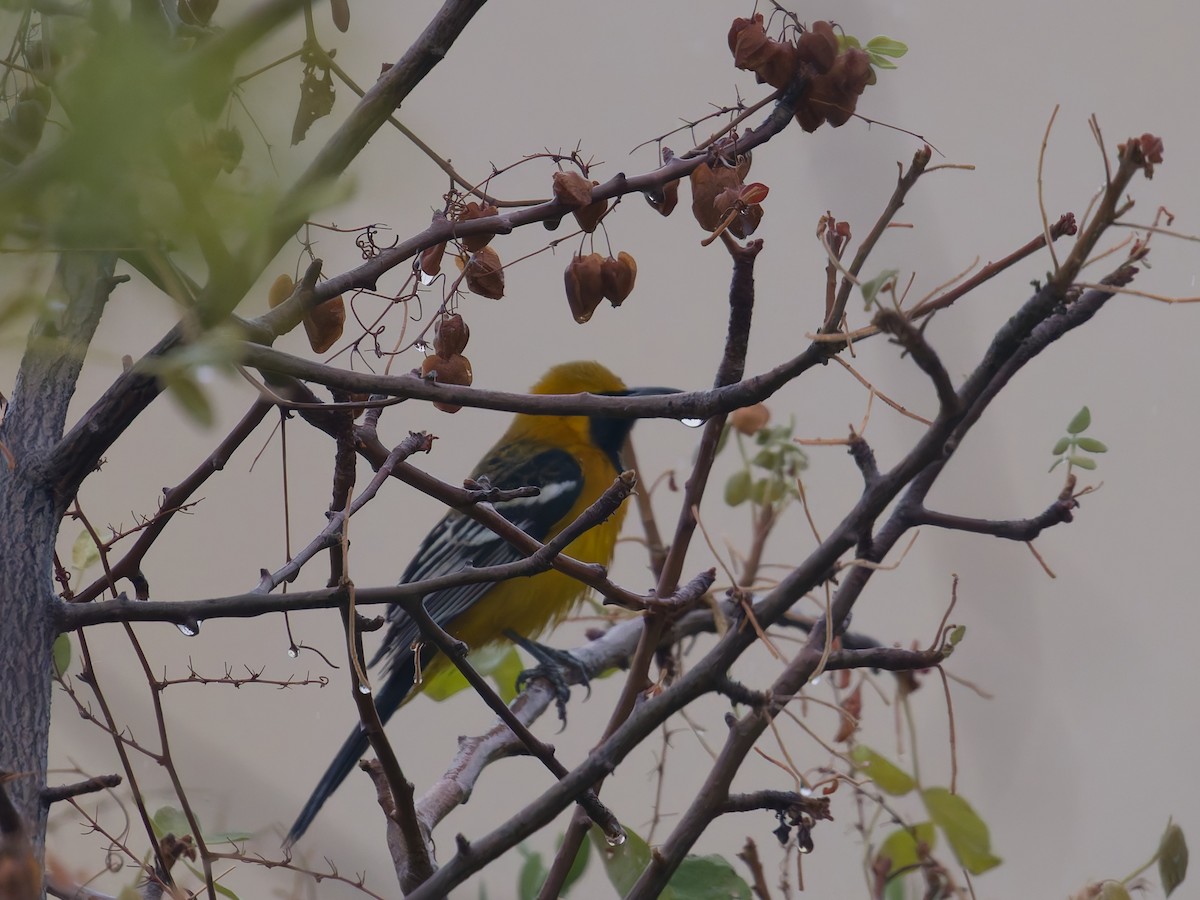 Hooded Oriole - ML647253112