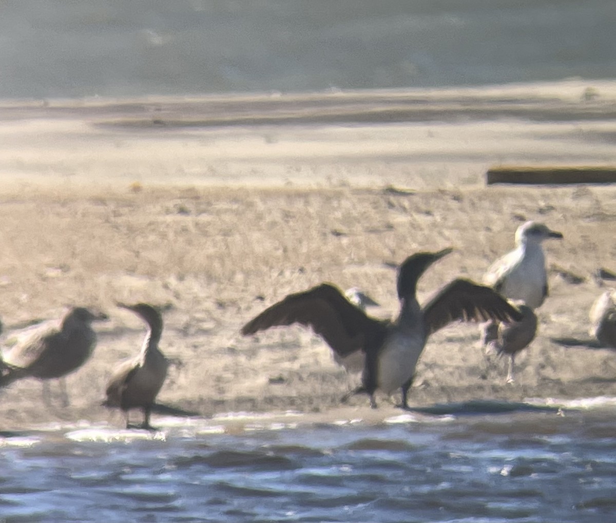 Great Cormorant - ML647253114