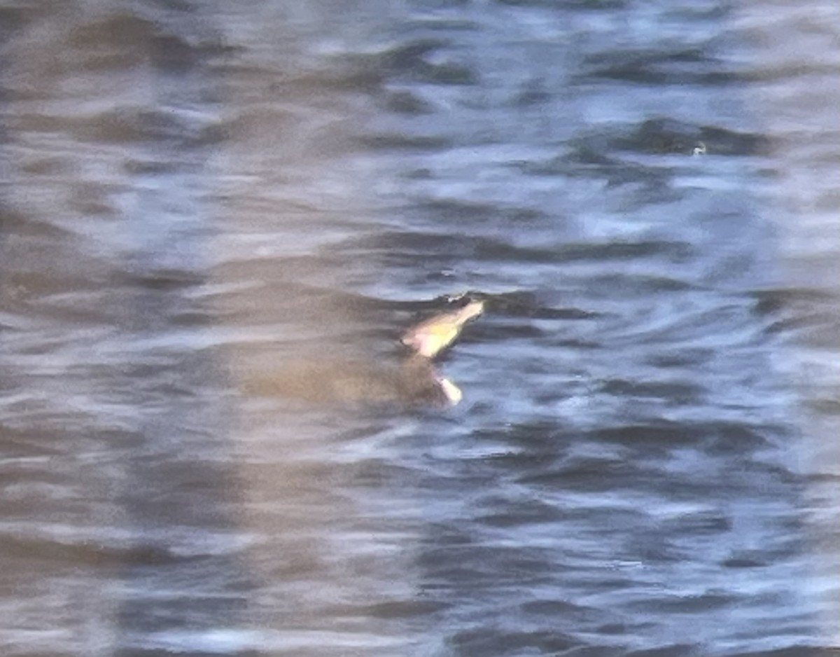 Great Cormorant - ML647253115